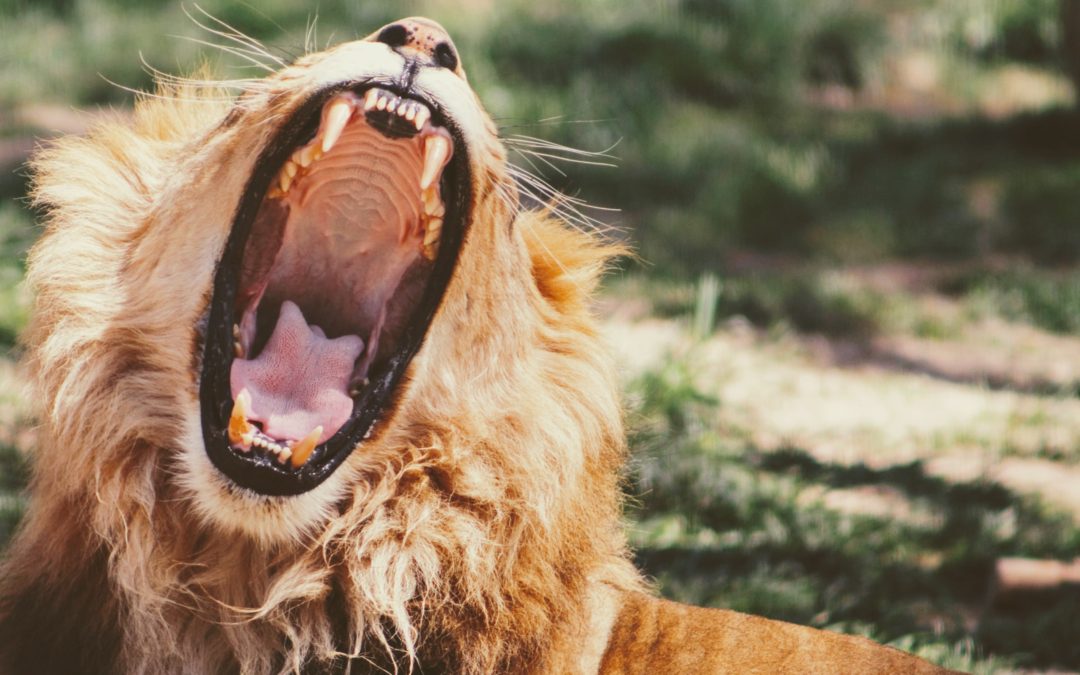 Facing the Lions: How Far Can a Leader Go to Define Culture?